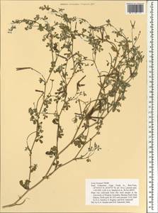 Лядвенец Бруннера Webb, Африка (AFR) (Кабо-Верде)