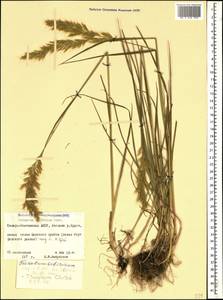 Sibirotrisetum turcicum (Chrtek) Barberá, Кавказ, Северная Осетия, Ингушетия и Чечня (K1c) (Россия)