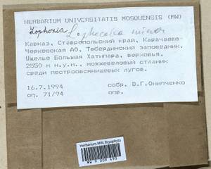 Lophocolea minor Nees, Гербарий мохообразных, Мхи - Северный Кавказ и Предкавказье (B12) (Россия)