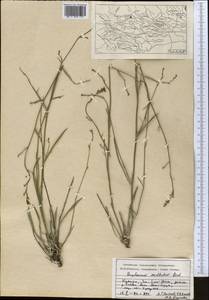 Володушка высокая M.Bieb., Средняя Азия и Казахстан, Западный Тянь-Шань и Каратау (M3) (Киргизия)