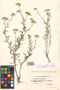 Achillea micrantha × leptophylla, Восточная Европа, Северо-Украинский район (E11) (Украина)