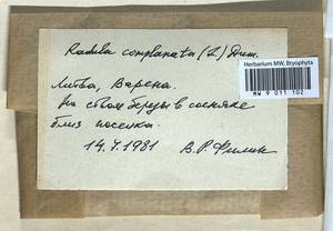 Radula complanata (L.) Dumort., Гербарий мохообразных, Мхи - Прибалтика (B1) (Литва)