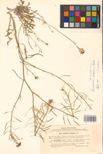 Guenthera cretacea (Kotov) D.A.German, Восточная Европа, Северо-Украинский район (E11) (Украина)