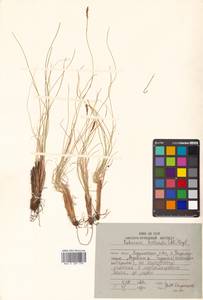 Carex myosuroides Vill., Сибирь, Дальний Восток (S6) (Россия)
