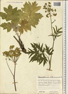 Heracleum sphondylium subsp. sibiricum (L.) Simonk., Восточная Европа, Северный район (E1) (Россия)