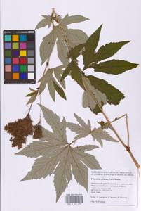 Filipendula digitata (Willd.) Bergmans, Сибирь, Дальний Восток (S6) (Россия)