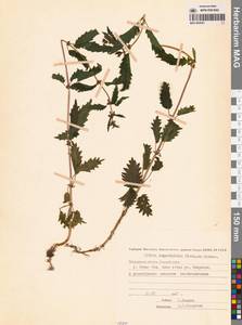 Urtica dioica var. holosericea Fr., Сибирь, Чукотка и Камчатка (S7) (Россия)