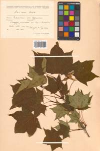 Клен Майра (Schwer.) H.Ohashi, Сибирь, Дальний Восток (S6) (Россия)