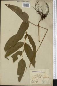 Phanerophlebia juglandifolia (Humb. & Bonpl. ex Willd.) J. Sm., Америка (AMER) (Колумбия)