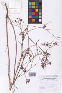 Delphinium consolida subsp. paniculatum (Host) N.Busch, Восточная Европа, Нижневолжский район (E9) (Россия)