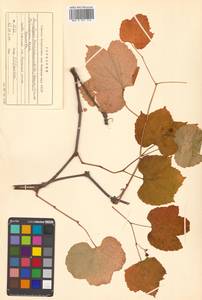 Ampelopsis glandulosa var. brevipedunculata (Maxim.) Momiy., Сибирь, Дальний Восток (S6) (Россия)
