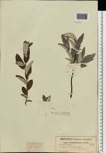 Ива лопарская L., Восточная Европа, Центральный район (E4) (Россия)