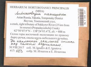 Andreaeobryum macrosporum Steere & B.M. Murray, Гербарий мохообразных, Мхи - Якутия (B19) (Россия)