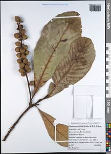 Castanopsis fissa (Champ. ex Benth.) Rehder & E.H.Wilson, Зарубежная Азия (ASIA) (Вьетнам)