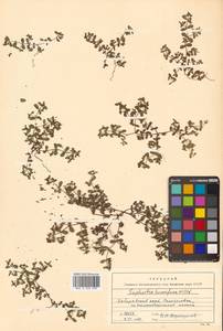 Молочай приземистый Willd., Сибирь, Дальний Восток (S6) (Россия)