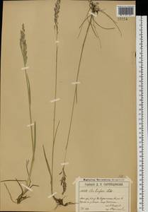 Poa pratensis subsp. turfosa (Litv.) Vorosch., Восточная Европа, Московская область и Москва (E4a) (Россия)