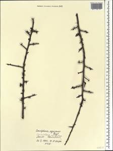 Commiphora africana (Rich.) Engl., Африка (AFR) (Мали)