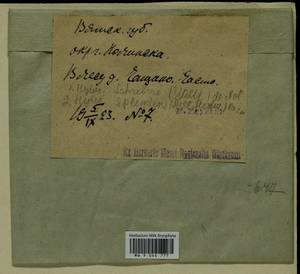 Hylocomium splendens (Hedw.) Schimp., Гербарий мохообразных, Мхи - Пермский край, Удмуртия, Свердловская и Кировская области (B8) (Россия)