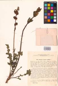 MHA 0 162 278, Мытник скипетровидный L., Восточная Европа, Северо-Западный район (E2) (Россия)