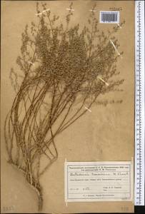 Полынь туранская (Krasch.) Poljak., Средняя Азия и Казахстан, Муюнкумы, Прибалхашье и Бетпак-Дала (M9) (Казахстан)