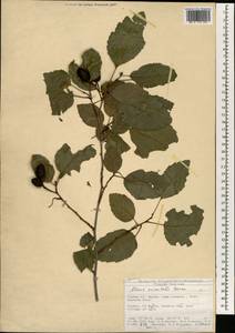 Ольха волосистая (Spach) Rupr., Зарубежная Азия (ASIA) (Турция)