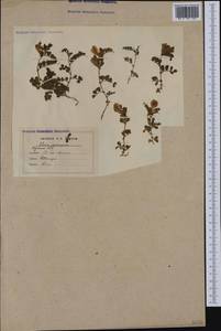 Vicia pyrenaica Pourr., Западная Европа (EUR) (Франция)
