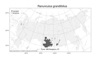Ranunculus grandifolius, Лютик крупнолистный C. A. Mey., Атлас флоры России (FLORUS) (Россия)