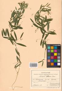 Lathyrus palustris subsp. palustris, Сибирь, Дальний Восток (S6) (Россия)