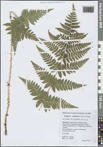 Щитовник картузианский, Щитовник шартрский (Vill.) H.P.Fuchs, Сибирь, Прибайкалье и Забайкалье (S4) (Россия)