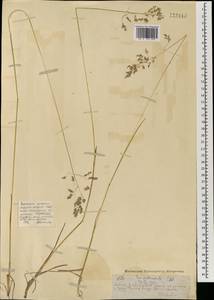 Мятлик луговой L., Монголия (MONG) (Монголия)