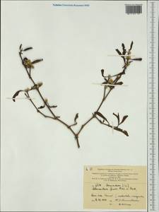 Alternanthera ficoidea (L.) R. Br., Австралия и Океания (AUSTR) (Новая Каледония)