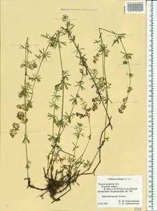 Подмаренник мягкий L., Восточная Европа, Волжско-Камский район (E7) (Россия)