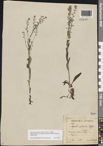 Myosotis alpestris subsp. suaveolens (Waldst. & Kit. ex Willd.) Strid, Восточная Европа, Центральный лесостепной район (E6) (Россия)