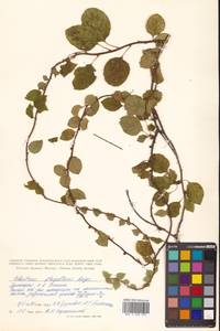 Древогубец плетеобразный Rupr., Сибирь, Дальний Восток (S6) (Россия)