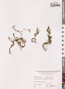 Пузырчатка средняя  Hayne, Сибирь, Чукотка и Камчатка (S7) (Россия)