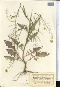 Гулявник Лезеля L., Средняя Азия и Казахстан, Памир и Памиро-Алай (M2) (Таджикистан)