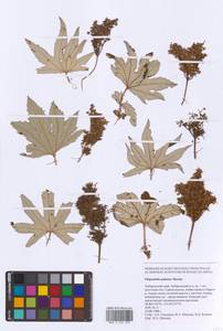 Filipendula digitata (Willd.) Bergmans, Сибирь, Дальний Восток (S6) (Россия)