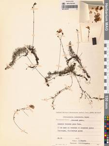 Пузырчатка средняя  Hayne, Сибирь, Чукотка и Камчатка (S7) (Россия)