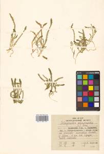 Selaginoides spinulosa (A. Braun ex Döll) Li Bing Zhang & X. M. Zhou, Сибирь, Дальний Восток (S6) (Россия)