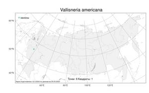 Vallisneria americana, Валлиснерия американская Michx., Атлас флоры России (FLORUS) (Россия)