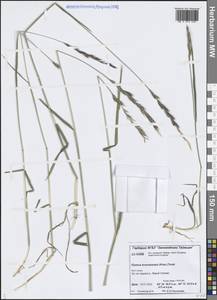 Пырейник длинноколосый (Turcz. ex Steud.) Tzvelev, Сибирь, Центральная Сибирь (S3) (Россия)