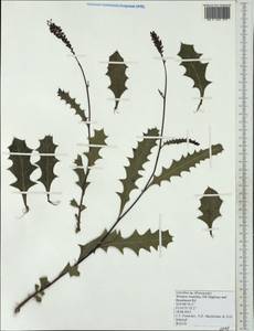 Grevillea quercifolia R.Br., Австралия и Океания (AUSTR) (Австралия)