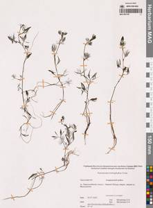 Лютик волосолистный, Шелковник волосолистный Chaix, Сибирь, Чукотка и Камчатка (S7) (Россия)