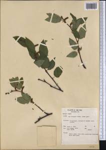 Betula nigra L., Америка (AMER) (США)