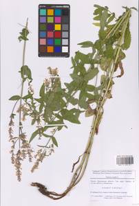 Котовник голый, Восточная Европа, Московская область и Москва (E4a) (Россия)