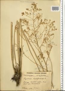 Клоповник широколистный L., Восточная Европа, Нижневолжский район (E9) (Россия)