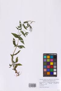 Кипрей реснитчатый, Восточная Европа, Московская область и Москва (E4a) (Россия)