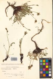 Остролодочник охотский Bunge, Сибирь, Чукотка и Камчатка (S7) (Россия)