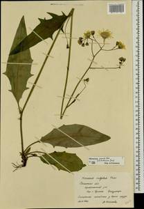 Hieracium lachenalii subsp. deductum (Sudre) Greuter, Восточная Европа, Центральный район (E4) (Россия)
