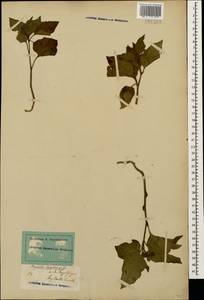 Alkekengi officinarum Moench, Кавказ, Ставропольский край, Карачаево-Черкесия, Кабардино-Балкария (K1b) (Россия)